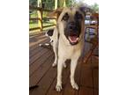 Adopt Tess a Tan/Yellow/Fawn - with Black German Shepherd Dog / Mixed dog in