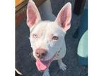 Adopt Kandy a White Terrier (Unknown Type, Medium) dog in Valley Stream