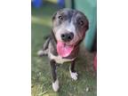 Adopt Zanella a Border Collie, Cattle Dog