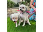 Adopt Chase a White Miniature Poodle / Mixed dog in New York, NY (41501820)