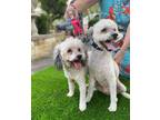 Adopt Lily a White Miniature Poodle / Mixed dog in New York, NY (41501841)
