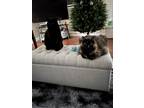 Adopt Hazel and Otis a Tortoiseshell American Shorthair / Mixed (medium coat)