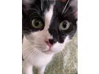 Adopt Stella a Black & White or Tuxedo American Shorthair / Mixed (short coat)