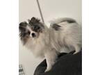Adopt Rocco a Merle Pomeranian / Mixed dog in Palmdale, CA (41501792)