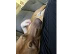 Adopt Lily a Red/Golden/Orange/Chestnut - with White Mutt / German Shepherd Dog