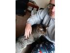 Adopt Stoney a Gray, Blue or Silver Tabby Tabby / Mixed (medium coat) cat in