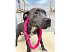 Adopt Mayley a Gray/Silver/Salt & Pepper - with White American Pit Bull Terrier