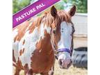 Adopt Saco a Paint/Pinto / Mixed horse in Des Moines, IA (41501580)