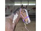 Adopt Beans a Paint/Pinto / Mixed horse in Des Moines, IA (41501579)