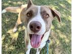 Adopt Freya a Siberian Husky / Mixed dog in Houston, TX (41501530)