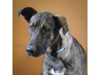 Adopt George a German Shepherd Dog / Mixed dog in Houston, TX (41501527)