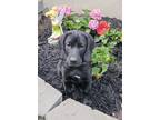Adopt BEAU a Black Beagle / Hound (Unknown Type) / Mixed dog in Dumont