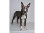 Adopt Charm a Gray/Blue/Silver/Salt & Pepper Mixed Breed (Medium) dog in