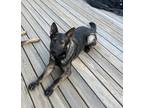 Adopt Baron a Gray/Silver/Salt & Pepper - with Black German Shepherd Dog / Mixed