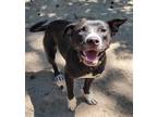 Adopt Josie a Black - with White Labrador Retriever / Mixed Breed (Medium) /