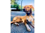 Adopt Ruby a Red/Golden/Orange/Chestnut - with White Mutt / Mixed dog in Mount