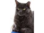 Adopt Stitch a Domestic Mediumhair / Mixed (medium coat) cat in North Fort