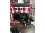 Adopt Tony a Black Labrador Retriever / Australian Cattle Dog / Mixed dog in