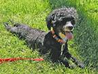 Adopt Gucci a Black - with White Poodle (Miniature) / Mixed dog in Lake Saint