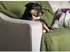 Adopt Ruby a Brown/Chocolate Australian Cattle Dog / Beagle / Mixed dog in