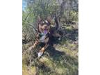 Adopt Eevee a Tricolor (Tan/Brown & Black & White) Australian Kelpie / Mixed dog