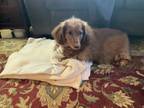 Adopt Max a Red/Golden/Orange/Chestnut Dachshund / Mixed dog in Coon Rapids