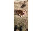 Adopt Piper a Brown/Chocolate American Pit Bull Terrier / Mixed dog in