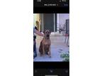 Adopt Rohdie a Brown/Chocolate Rhodesian Ridgeback / Mixed dog in Yucaipa