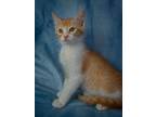 Adopt Starburst a Orange or Red (Mostly) Maine Coon cat in Richardson