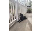 Adopt Kuma a Black - with Gray or Silver Schipperke / Mixed dog in Fayetteville