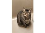 Adopt Tigger (Tig) a Tiger Striped Tabby / Mixed (short coat) cat in Burleson