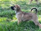 Adopt Bipsy a Tan/Yellow/Fawn - with Black Border Collie / German Shorthaired