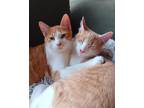 Adopt Patchi & Tobler a Orange or Red (Mostly) Domestic Shorthair (short coat)