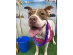 Adopt lilymay a White - with Brown or Chocolate American Pit Bull Terrier /