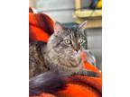 Adopt Rocky-Pre-Adoption a Brown Tabby Maine Coon (medium coat) cat in Duette