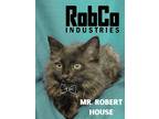 Adopt Mr House a Black (Mostly) Domestic Longhair (long coat) cat in Erie