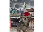 Adopt Piper a Brown Tabby Domestic Shorthair (short coat) cat in Erie