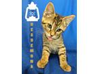 Adopt Desdemona a Brown Tabby Domestic Shorthair (short coat) cat in Erie