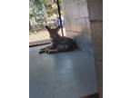 Adopt MYKIE a Labrador Retriever, Pit Bull Terrier