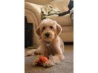 Adopt Moose a Tan/Yellow/Fawn Labradoodle / Mixed dog in Saint Charles