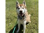Adopt Frijole a Husky / Mixed dog in Rohnert Park, CA (41496355)