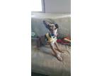 Adopt Luca a Red/Golden/Orange/Chestnut Manchester Terrier / Rat Terrier / Mixed