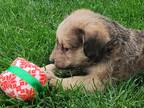 Adopt War Eagle a Poodle (Standard) dog in Windsor, CO (41482421)