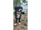 Adopt Jazzy a Poodle (Standard) dog in Windsor, CO (41495711)