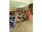 Adopt Artemis a Brown/Chocolate - with White Poodle (Miniature) / Shih Tzu /