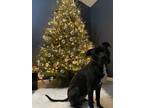 Adopt Bruno a Black - with White American Pit Bull Terrier / Mixed dog in