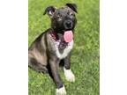 Adopt Charming a American Staffordshire Terrier / Labrador Retriever / Mixed dog