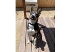 Adopt Wesker a Black Husky / Cattle Dog / Mixed dog in Stagecoach, NV (41501159)