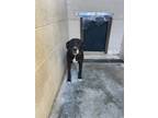 Adopt Milo a Labrador Retriever / Mixed dog in Beebe, AR (41499587)