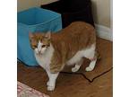 Adopt Sherlock a Orange or Red (Mostly) Tabby (short coat) cat in Crystal River